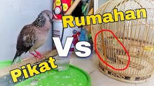 Indonesia merupakan negara agraria yang kaya akan sektor. Derkuku Pikat 30 Juta Vs Tekukur Kuk 2 250 Ribu Top Perform Derkuku Kuk 3