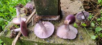 Image result for Clitocybe multiceps