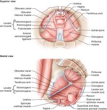 Browse 2,122 female muscle anatomy stock photos and images available, or start a new search to explore more stock photos and images. Anatomy Of The Female Genitourinary Tract Female Pelvic Surgery