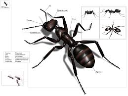Black Ant Sugar Ant Bites Pictures Pin By Kathryn Last Name On Stage Ants Ants Pictures Of Ants Insects
