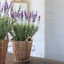 Our Small Potted Lavender Basket Is A Handcrafted Botanical That Will Bring Femininity Refinement Grace And E Potted Lavender Lavender Basket Lavender Decor