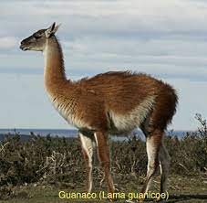 Guanaco Animals Wild Animals Animals Beautiful