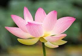 Pin On Lotus Flowers Lotus Plants Water Lilies Lotus Art Water Lily Art