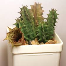 Image result for Huernia levyi