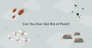 Do you have a pest infestation in your home? What It Would Be Like Without Pest Control In Singapore