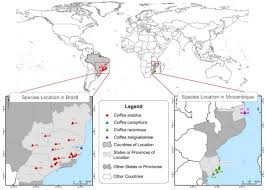 Image result for Coffea zanguebariae