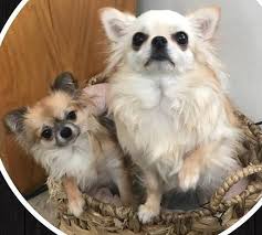 Four paws sake has been caring for tampa bay's pets for over 19 years! Paws Pet Grooming 63 Recommendations Tampa Fl