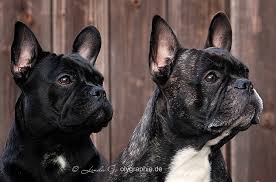 Ausgewachsen ist die französische bulldogge bereits mit etwa einem jahr. Lange Nasen