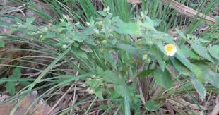 Image result for Sida urens