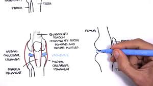 These sensors synapse on interneurons in the spinal cord that inhibit. Clinical Anatomy Knee Youtube