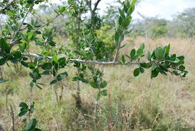 Image result for Strychnos madagascariensis