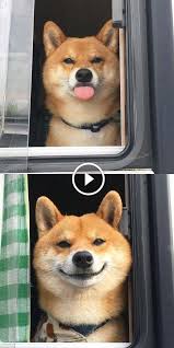 The 30 Happiest Animals In The World That Will Make You Smile These 30 Animals That Look Like They Re Smiling Ar Cute Baby Animals Cute Dogs Cute Funny Animals