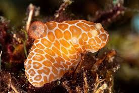 Image result for Rorippa nudiuscula