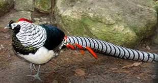 Pin On Pheasants Doves Grouse Peafowls
