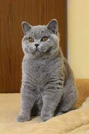 Pin By Kristina Ruzich On Cats Love Gorgeous Cats Cats Cute Cats