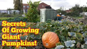 Secrets Of Growing Giant Pumpkins The Movie Giant Pumpkin Pumpkin Growing
