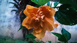 Joanne tropical hibiscus, we have sold this as 'double orange' for many years and have finally discovered its true name, is a fairly full and compact growing, yet vigorous and free flowering hibiscus that lends itself to containers and tropical garden settings. Tropical Hibiscus Double Orange By Kleioamon On Deviantart