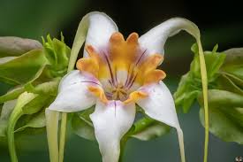 Image result for Strophanthus bequaertii