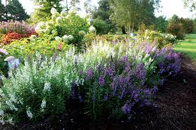 Image result for Angelonia