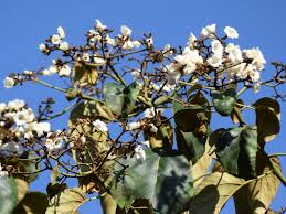 Image result for Cordia africana