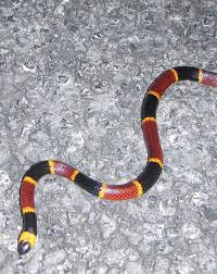 Venomous Snakes In Houston Nature Discovery Center