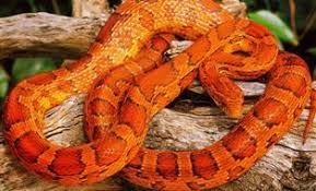 Black And Orange Snake Florida Poisonous Non Venomous Snakes In Florida Racer Snakes And Rat Snakes Corn Snake Snake Rat Snake