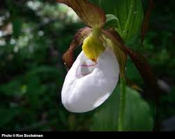 Image result for Cyphostemma montanum