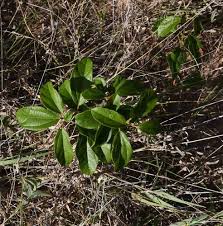 Image result for Albertisia