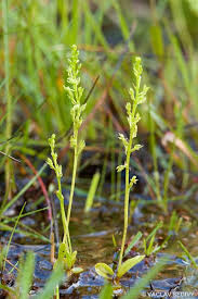 Kuntze (=malaxis paludosa (l.) sw.) Hammarbya Paludosa