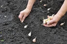 Wie der anbau im topf funktioniert, verraten wir euch hier bei plantura! Knoblauch Selbst Anbauen So Gelingt S Problemlos