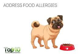 Sometimes foreign bodies like dust and threads may stick to the wound. Home Remedies To Prevent Or Stop Your Dog From Licking Their Paws Top 10 Home Remedies