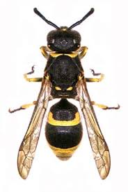 Identification Wasp Web Manaaki Whenua Landcare Research