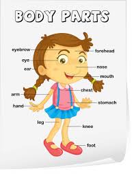 Body parts worksheets are great for children learning the names for parts of the body. 29 761 Kid Body Vector Images Free Royalty Free Kid Body Vectors Depositphotos
