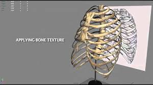 When i address rib cage flaring, i typically start by coaching the athlete to see if we can change if so, we then know mobility is not the cause of the rib cage flare. 3d Modeling Of A Rib Cage Youtube