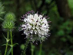 Image result for Dipsacus pinnatifidus