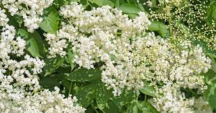 I haven't actually used it often; 11 Ways To Use Elderflowers For Food And Medicine Gardener S Path