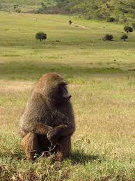 Olive Baboon African Wildlife Animals Beautiful African Animals