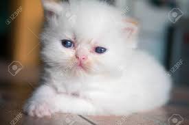 Pure white persian cat picture. White Persian Cat Kitten Is Laying Stock Photo Picture And Royalty Free Image Image 58988207