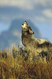 Howling timbers provides lifelong sanctuary primarily to wolves and wolf dogs, as well as farm animals and exotics, where they prioritize not only their animals' physical needs but also their. The Beauty Of Wildlife Timber Wolf Wolf Dog Wolf Husky