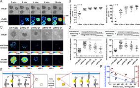 Animal cell images stock photos amp vectors. Dna Probes That Store Mechanical Information Reveal Transient Piconewton Forces Applied By T Cells Pnas