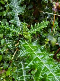 Image result for Acanthus polystachyus