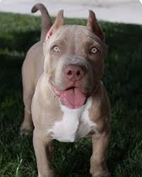 Cute And Funny Dogs And Puppies Compilation 2020 Tik Tok Videos In 2020 Pitbull Dog Puppy Pitbull Dog Pitbull Puppies