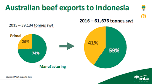 indian buffalo swallowing big slice of indo market beef