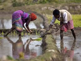 Budget For Farmers Zero Budget Farming Budget 2019 Makes