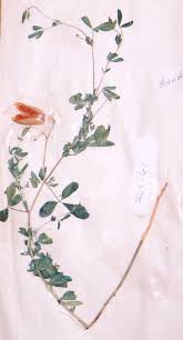 Image result for Crotalaria podocarpa