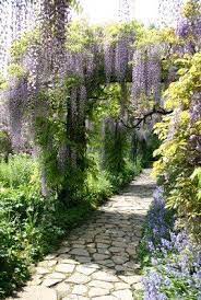 Growing Wisteria Wisteria Garden Garden Paths Garden Inspiration