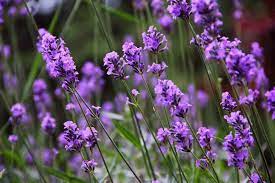 Lavender 1200 Seeds Munstead Herbal Insect Mosquito Repellent Combined Shipping Ebay Insect Repellent Plants Perennial Herbs Mosquito Repelling Plants