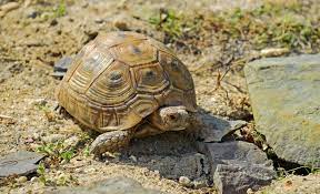 These repellers are also often referred to as electronic. Greek Tortoise Care Guide Tortoise Forum