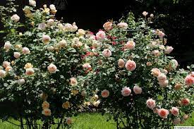 Golden Celebration Abraham Darby Rose Photos Rose Dream Garden