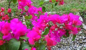 Begini cara untuk membuat tanaman agar cepat tumbuh besar dengan menggunakan bahan organik yang aman bagi tanaman. Cara Menanam Bunga Kertas Agar Cepat Tumbuh Cara Menanam B Flickr